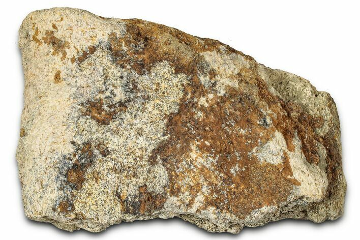 Dinosaur (Triceratops) Frill Shield Section - Montana #347958